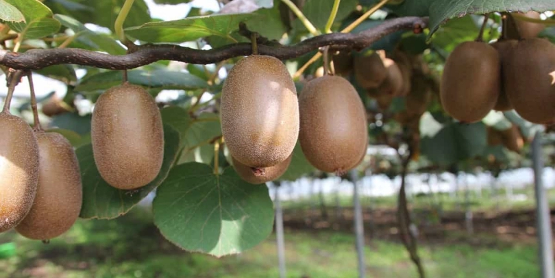 Kiwi-Picking in Ziro