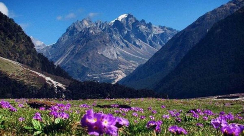 Yumthang Valley 