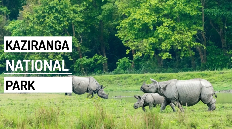 Northeast India, a haven for nature lovers  Kaziranga National Park in Assam